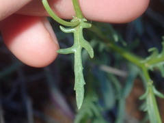 Senecio lacustrinus