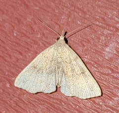 Phalaenostola metonalis