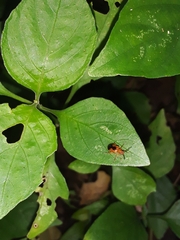 Chrysomelidae