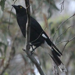 Strepera graculina