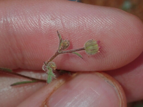 Image of Brachyscome ciliaris by (c) Thomas Mesaglio, some rights reserved (CC BY)