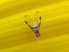 Sarucallis kahawaluokalani