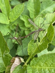 Tipula oleracea