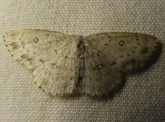 Cyclophora pendulinaria