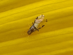 Sarucallis kahawaluokalani