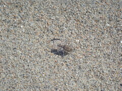 Cicindela hirticollis