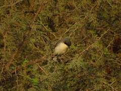 Microspingus melanoleucus