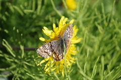 Boloria polaris