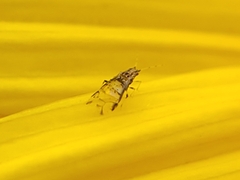 Sarucallis kahawaluokalani