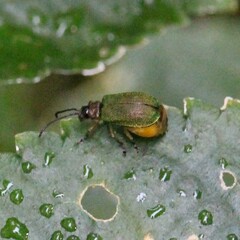 Hoplostines laporteae