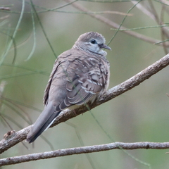 Geopelia placida