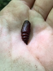 Lymantria dispar