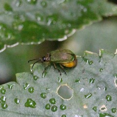 Hoplostines laporteae