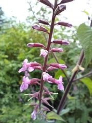 Verbenaceae