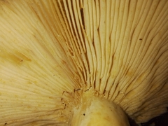 Russula cerolens