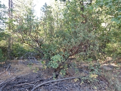 Arctostaphylos viscida viscida