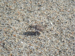 Cicindela hirticollis