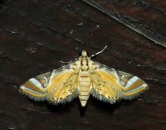 Acentropinae