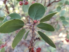 Arctostaphylos viscida viscida