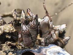 Pollicipes polymerus