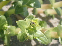Crossocerus