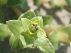 Crossocerus