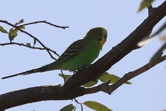Melopsittacus undulatus