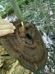 Ganoderma lobatum