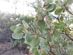 Arctostaphylos viscida viscida