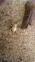 Arachosia praesignis