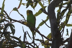 Melopsittacus undulatus