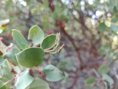 Arctostaphylos viscida viscida