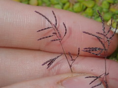Eragrostis pergracilis