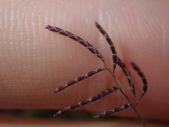 Eragrostis pergracilis