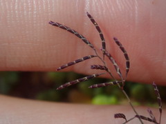 Eragrostis pergracilis