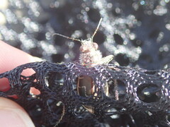 Cicindela hirticollis
