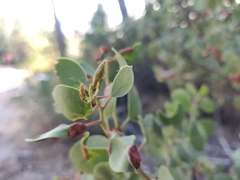 Arctostaphylos viscida viscida