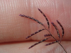 Eragrostis pergracilis