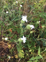 Silene latifolia