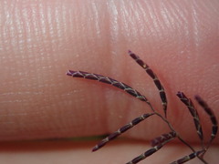 Eragrostis pergracilis