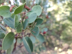 Arctostaphylos viscida viscida