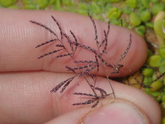 Eragrostis pergracilis