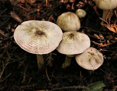 Agaricus placomyces