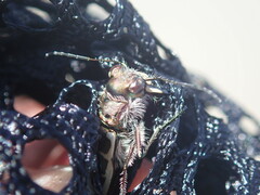 Cicindela hirticollis