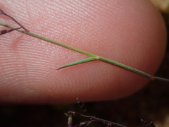 Eragrostis pergracilis