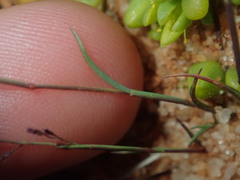 Eragrostis pergracilis