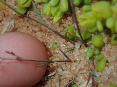 Eragrostis pergracilis
