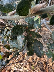 Neuroterus saltatorius