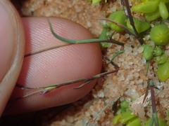 Eragrostis pergracilis