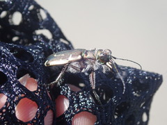 Cicindela hirticollis